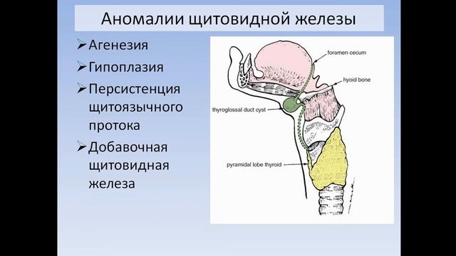 Эндокринные железы: классификация, развитие, аномалии смотреть онлайн