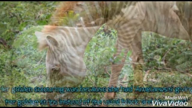 The last living golden Zebra died. (RIP?) смотреть онлайн