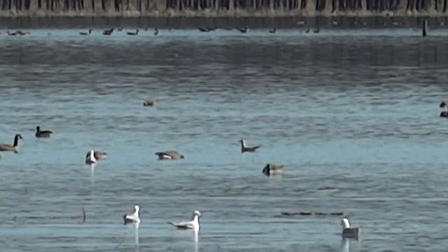 Canada Geese And Seagulls In Minesing Swamp