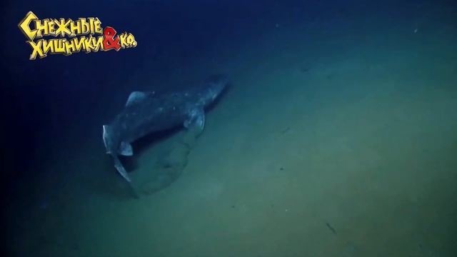Deagostini СНЕЖНЫЕ ХИЩНИКИ и КО АТЛАНТИЧЕСКАЯ ПОЛЯРНАЯ АКУЛА #4 Деагостини распаковка Liska Show смотреть онлайн