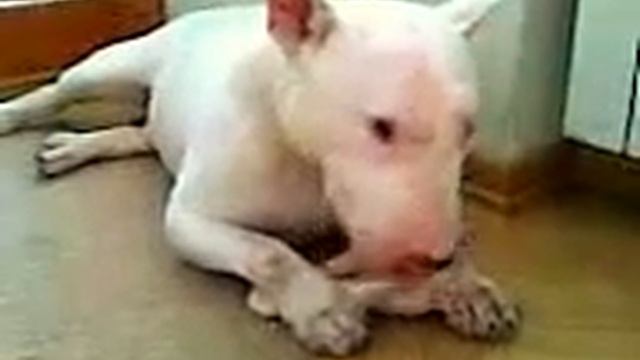 Белый бультерьер. Хардик - молодец! смотреть онлайн