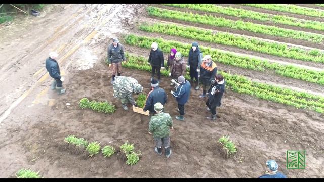 Лесной питомник смотреть онлайн