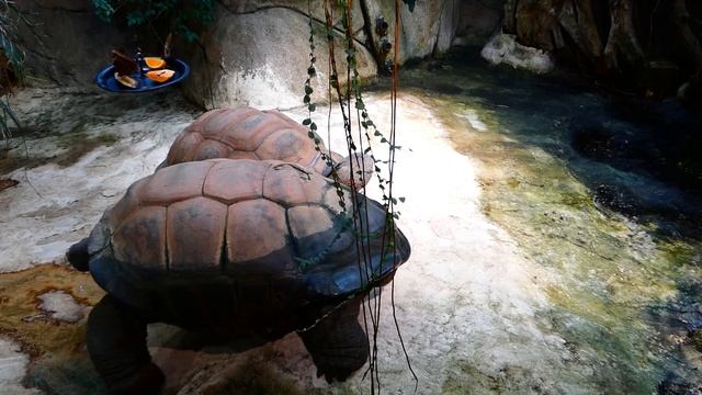Seychellen Riesenschildkröte (Aldabrachelys gigantea) Bananenfalter Zoo Schönbrunn – FZ82 Superzoom смотреть онлайн