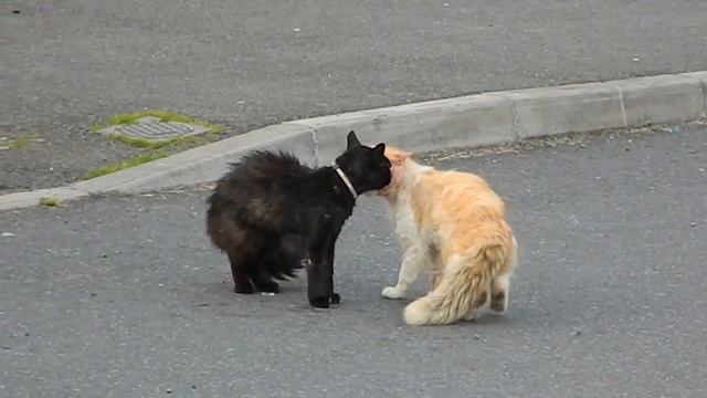Коты дерутся на улице Боевые коты смотреть онлайн