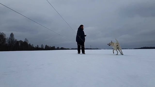 Догтренинг расширяет свои границы. Теперь в Telegram Https://t.me/dogtrening