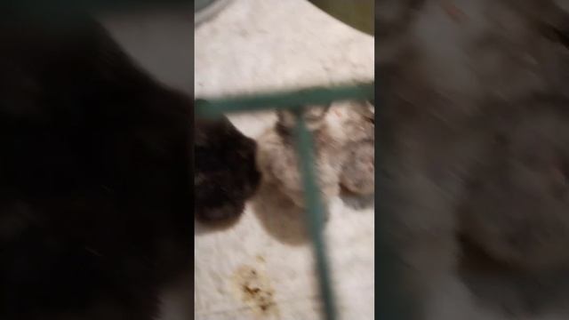 08.02.23г. первое пополнение в этом году. Цыплята джерсийский гигант и Орпингтон лаванда! смотреть онлайн