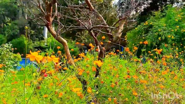 Nature- Always pure and serene. Its heels, understands and teaches me. смотреть онлайн
