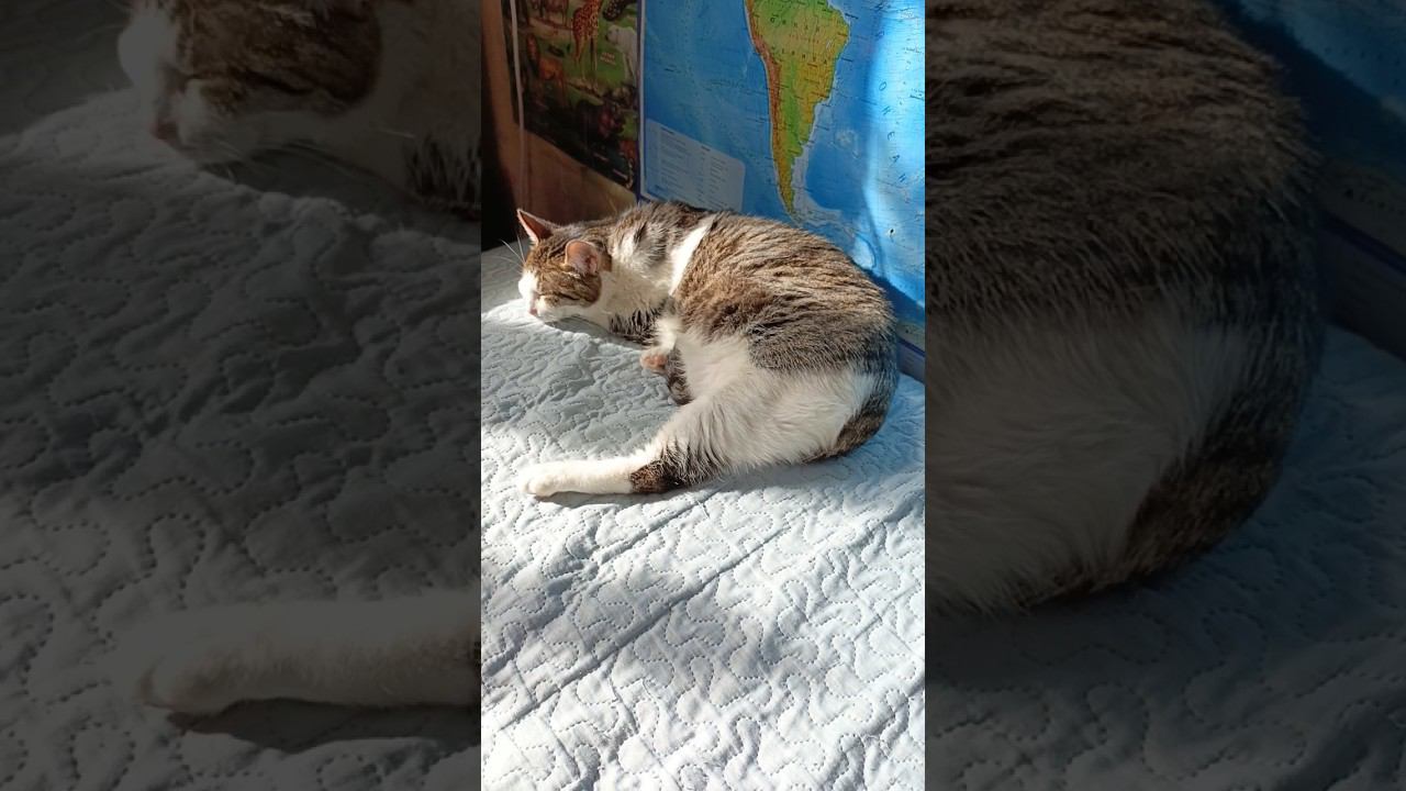 Нужно выспаться.#кот #котик #мурзик #лайк #питомец #котики #юмор #мура #мася #кошка смотреть онлайн