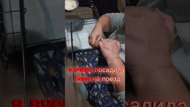 Малыши Робби и Шампы начинают потихоньку уезжать в свои новые дома .#американскийбулли смотреть онлайн