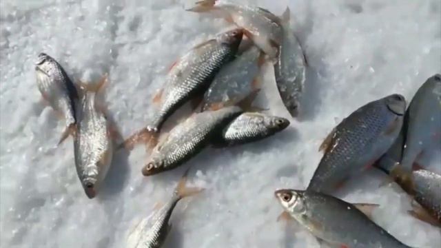 ТАК Я ЕЩЁ НЕ ЛОВИЛ! РЫБАЛКА НА ЩУКУ НА ЖЕРЛИЦЫ! МАРИНОВАННАЯ КИЛЬКА РАБОТАЕТ! смотреть онлайн