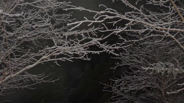 Ночной лес с привидениями. Образы смерти. смотреть онлайн