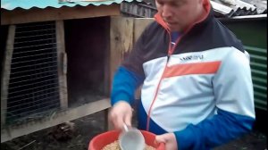 Чем кормить кроликов