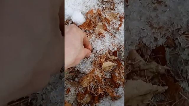 Все также восстанавливаем лес #тайга смотреть онлайн