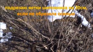 Обработка ранней весной ягодных кустов,яблонь,слив,вишни