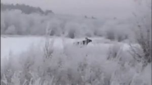 Загонная охота на лося в Вологодской области