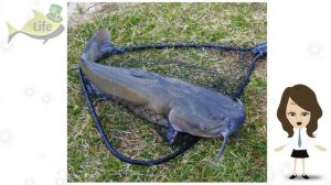 Как ловить сома весной в марте апреле и мае? Толковое обучение ловли сома весной!