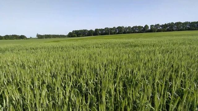 Ярая пшеница смотреть онлайн
