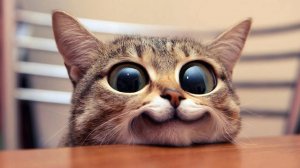 Приколы с котами! Смешные коты! - С ОЗВУЧКОЙ! Самые смешные животные!