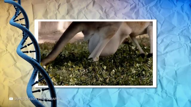 Случаи, Когда Животные Крадут Чужих Детенышей смотреть онлайн