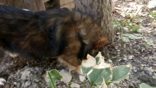 Чипоня и ёжик делят обед.... смотреть онлайн