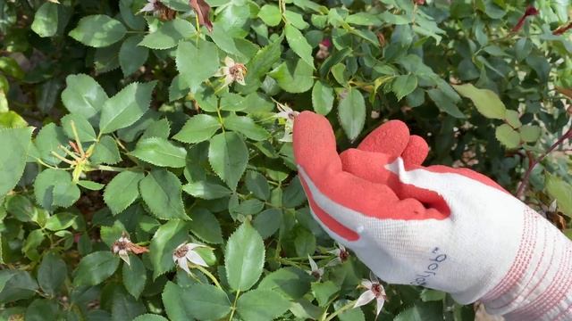 Deadheading Knockout Roses