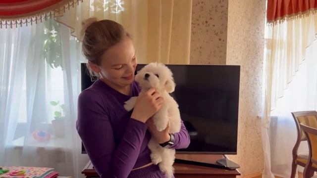 Щенки бишон фризе питомника знакомятся с хендлером. Красивый кобель бишон фризе Стар. смотреть онлайн