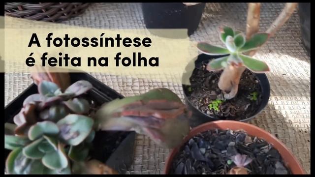 ECHEVRIA PULVINATA, conto tudo! COMO CUIDAR, fazer mudas, regas, substrato, quantidade de sol. смотреть онлайн