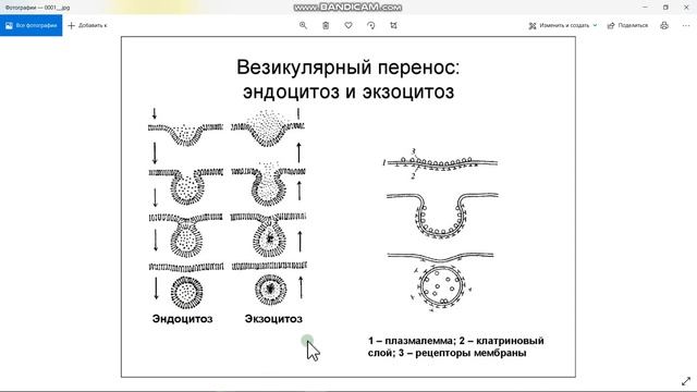 Транспорт через мембрану клетки 002 (Part 2) смотреть онлайн