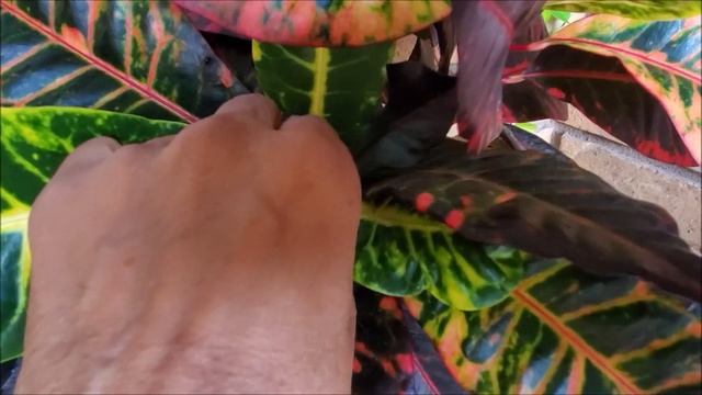 How To Make A Croton Branch Out And Bushy: Croton Plant Pruning And Care