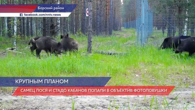Самец лося и стадо кабанов попали в объектив фотоловушки в Керженском заповеднике смотреть онлайн