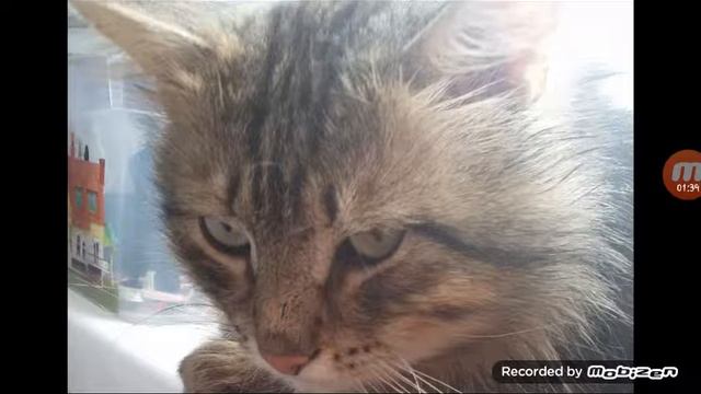 САМОДЕЛЬНЫЙ LOL! Разговорное видео, вопросы, ОТВЕТЬТЕ ПОЖАЛУЙСТА ЭТО ВАЖНО!! смотреть онлайн
