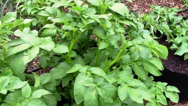 May Garden Update and Tour of Our Zone 6 Midwest Garden - Week Four.