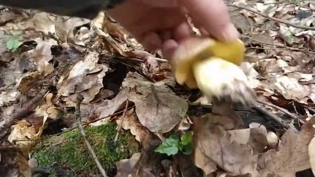 Гриб - ПОЛУБЕЛЫЙ, или по-другому - БОРОВИК ЖЁЛТЫЙ. Хороший съедобный гриб! Грибная азбука. смотреть онлайн