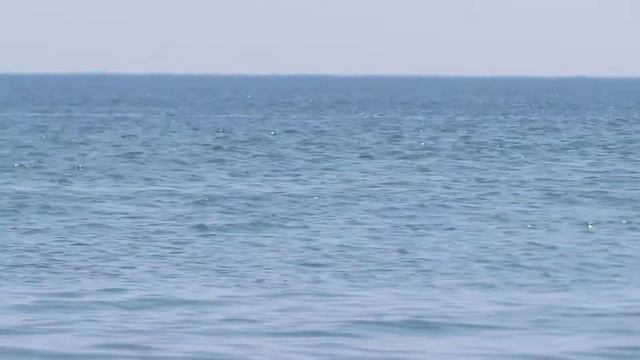 Крым. Дельфины в Черном море под Феодосией. смотреть онлайн