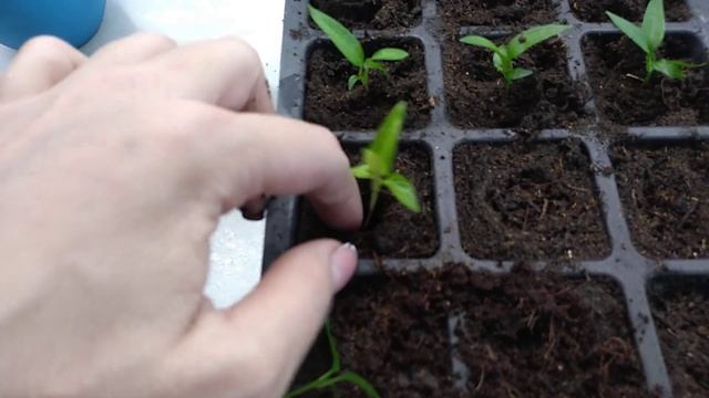 Заглублять рассаду перца или нет. Увеличиваю корни сразу смотреть онлайн