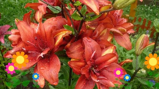 Лилия (Cocktail Twins). Краткий обзор: Лилия описание характеристик, где купить луковицы смотреть онлайн