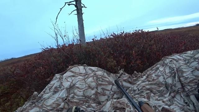 За гусём на утрянку. Готовим его в духовке. ХМАО смотреть онлайн