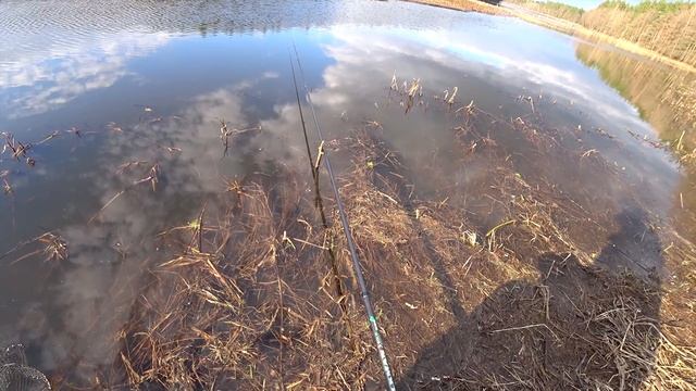 ВОТ ЭТО ПЛОТВА!!! НЕ ПЛОТВА, а БАТОНЫ! Открытие по жидкой воде на старице реки Неман. смотреть онлайн