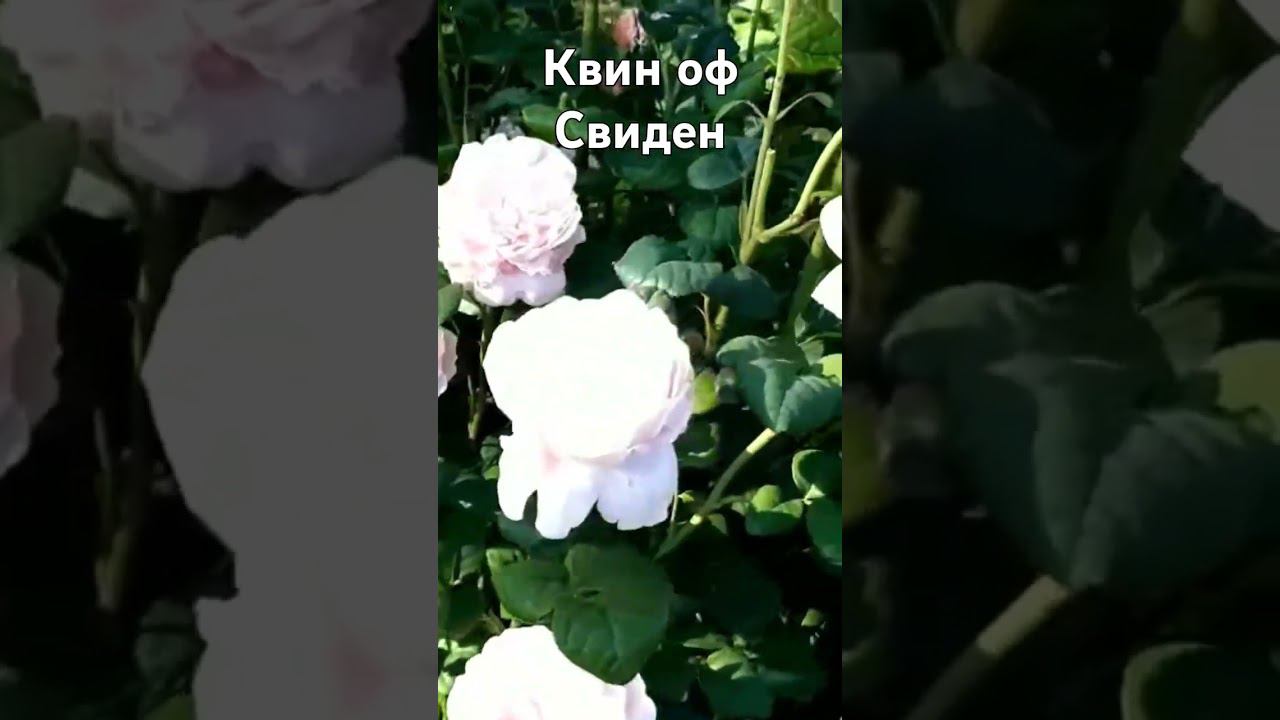 Королева Швеции смотреть онлайн