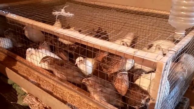 Крик перепелов ??? смотреть онлайн