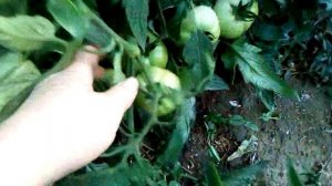 Томаты Быстрёнок и Красный петух #овощинаюге