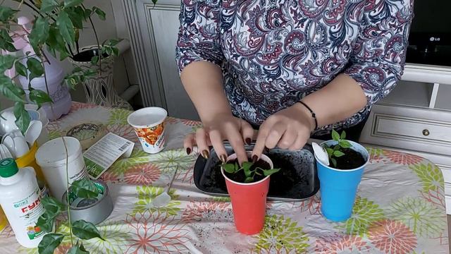 Вытянулась рассада перца, как помочь?