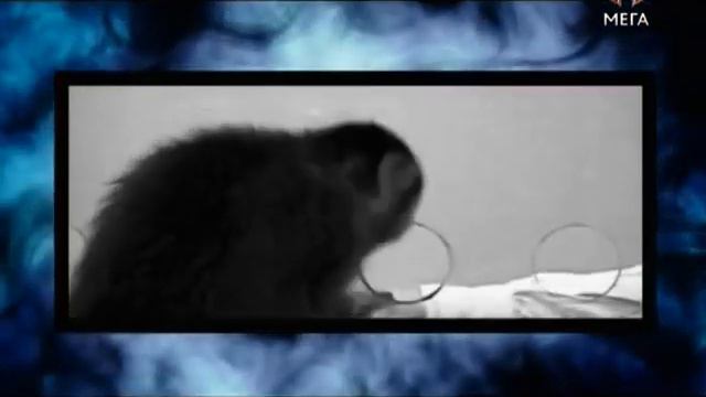 Обезьяны капуцины смотреть онлайн