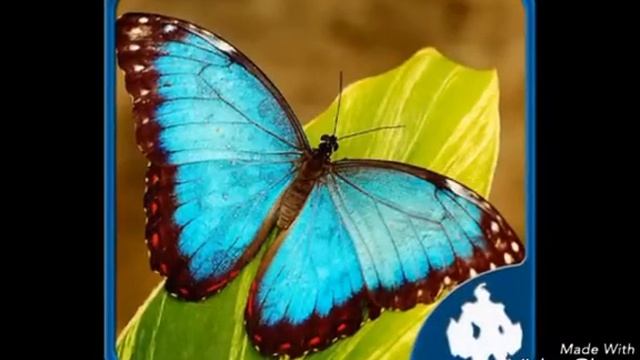 САМЫЕ НЯШНЫЕ СУЩЕСТВА смотреть онлайн