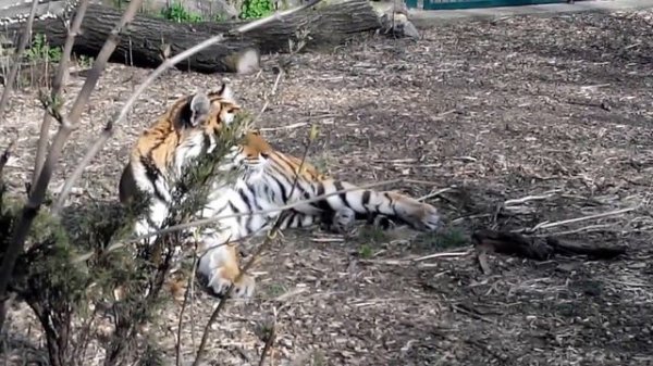 Амурский тигр отдыхает Amur tiger