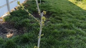 Посадите лучшие сорта ЧЕРЕШНИ для средней полосы. Плодоносят на 2, 3 год.