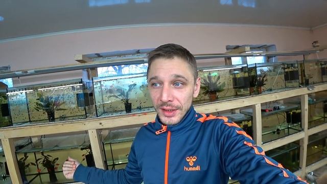 Как совместить креветок с неонами? Если одним нужна мягкая вода а другим жесткая смотреть онлайн
