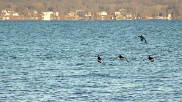 How to Call Diver Ducks смотреть онлайн