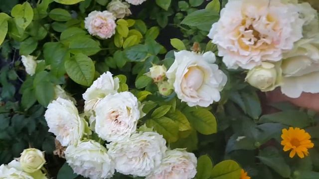 Роза Gezar - прошу прощения... Спасибо за подсказки всем.. смотреть онлайн