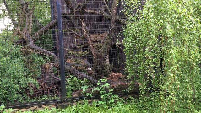 Выдра проснулась в Варшавском зоопарке смотреть онлайн